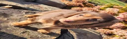 Miniature Dachshund dogs for sale: Dolly - Ad 4