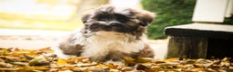 Havanese dogs for sale: Hoosier - Ad 2