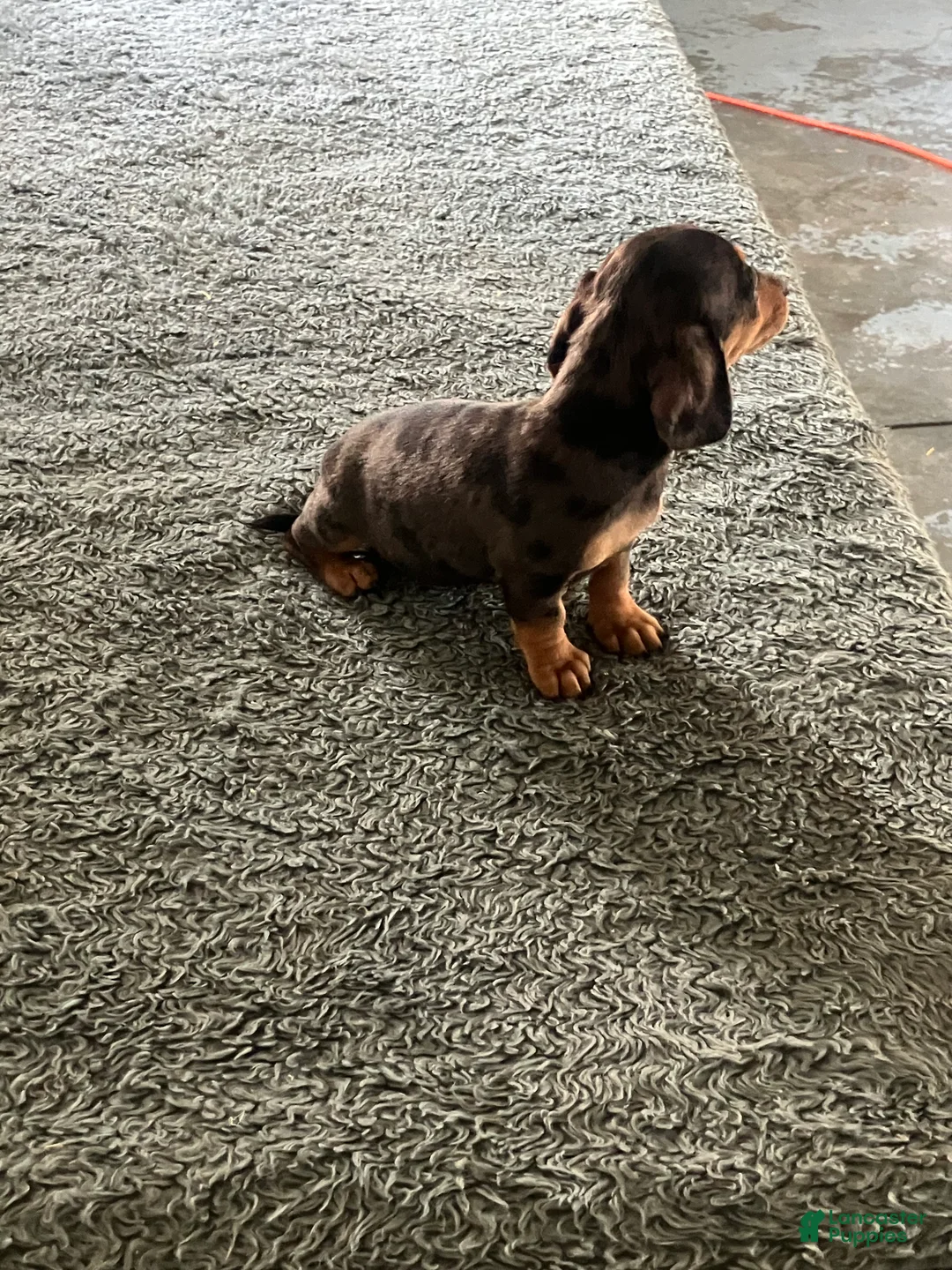 Miniature Dachshund dogs for sale: Akc Kathy - Ad 4