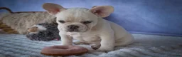 French Bulldog dogs for sale: Tansy🌸 - Ad 10