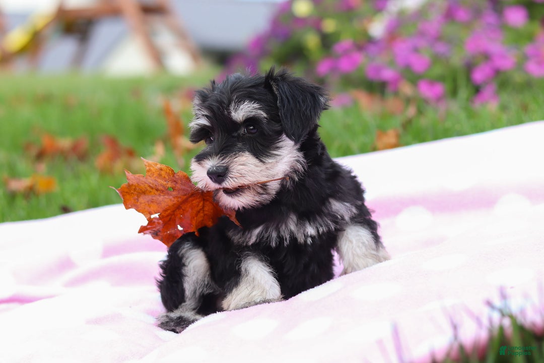 Miniature Schnauzer dogs for sale: Lexi - Ad 6