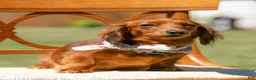 Miniature Dachshund dogs for sale: Indy  - Ad 3