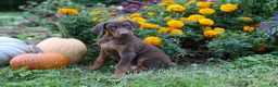 Doberman Pinscher dogs for sale: RIO - Ad 5