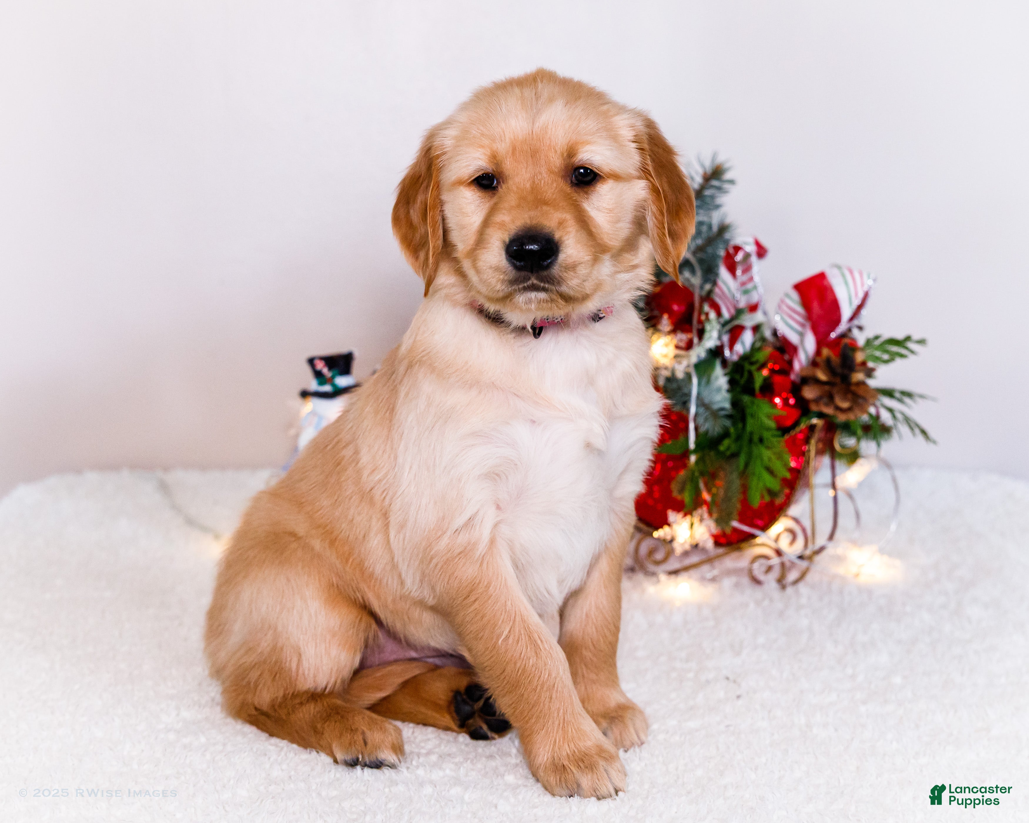 Golden Retriever dogs Jenny - Ad 5