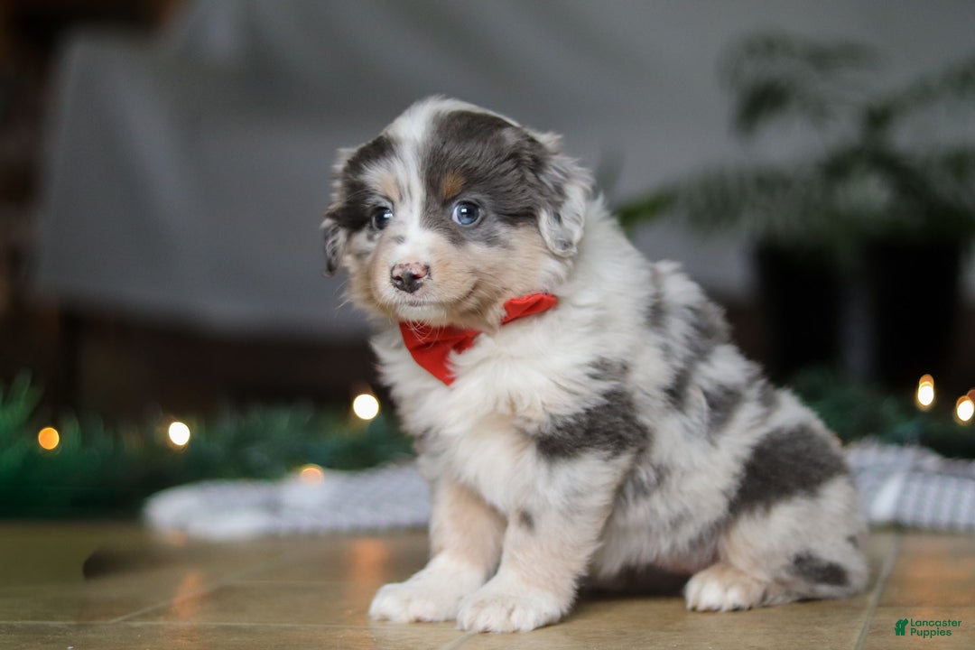 Miniature Australian Shepherd dogs for sale: Lilly - Ad 4