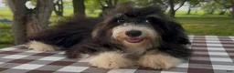 Mini Bernedoodle dogs for sale: Kate - Ad 3