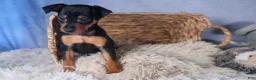 Miniature Pinscher dogs for sale: ANNIE - Ad 22