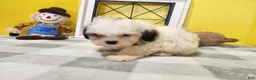 Teddy Bear dogs for sale: Curtis - Ad 8