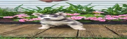 Siberian Husky dogs for sale: Jessica  - Ad 3