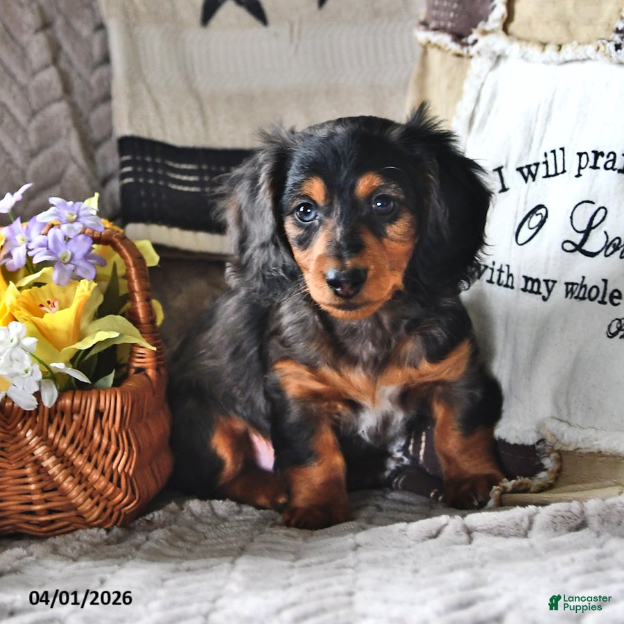 Miniature Dachshund dogs Silver Brook VERY SMALL - Ad 1