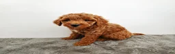 Mini Goldendoodle dogs for sale: Benny - Ad 8