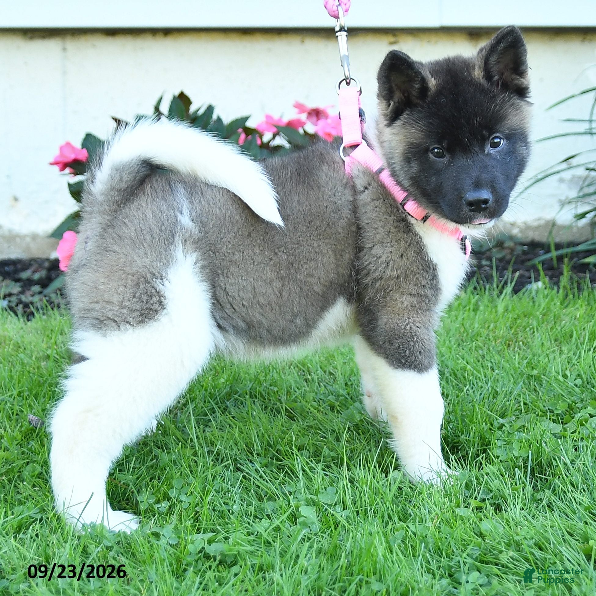 Akita dogs Nala - Ad 2