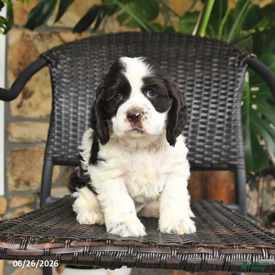 English Cocker Spaniel dogs Toby - Ad 1