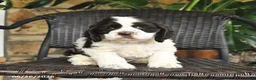 English Cocker Spaniel dogs for sale: Toby - Ad 1