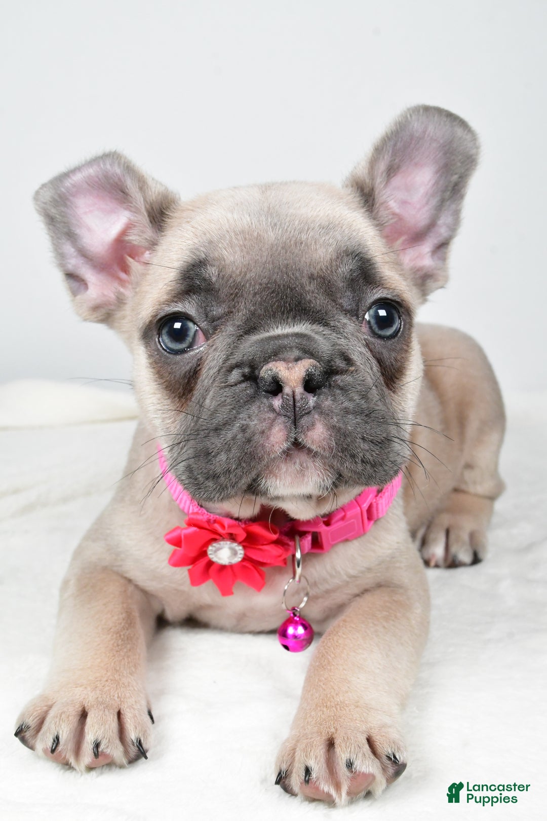 Mixed Breed dogs for sale: Reese - Ad 6