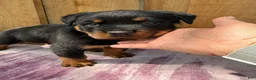 Rottweiler dogs for sale: Fritz - Ad 10