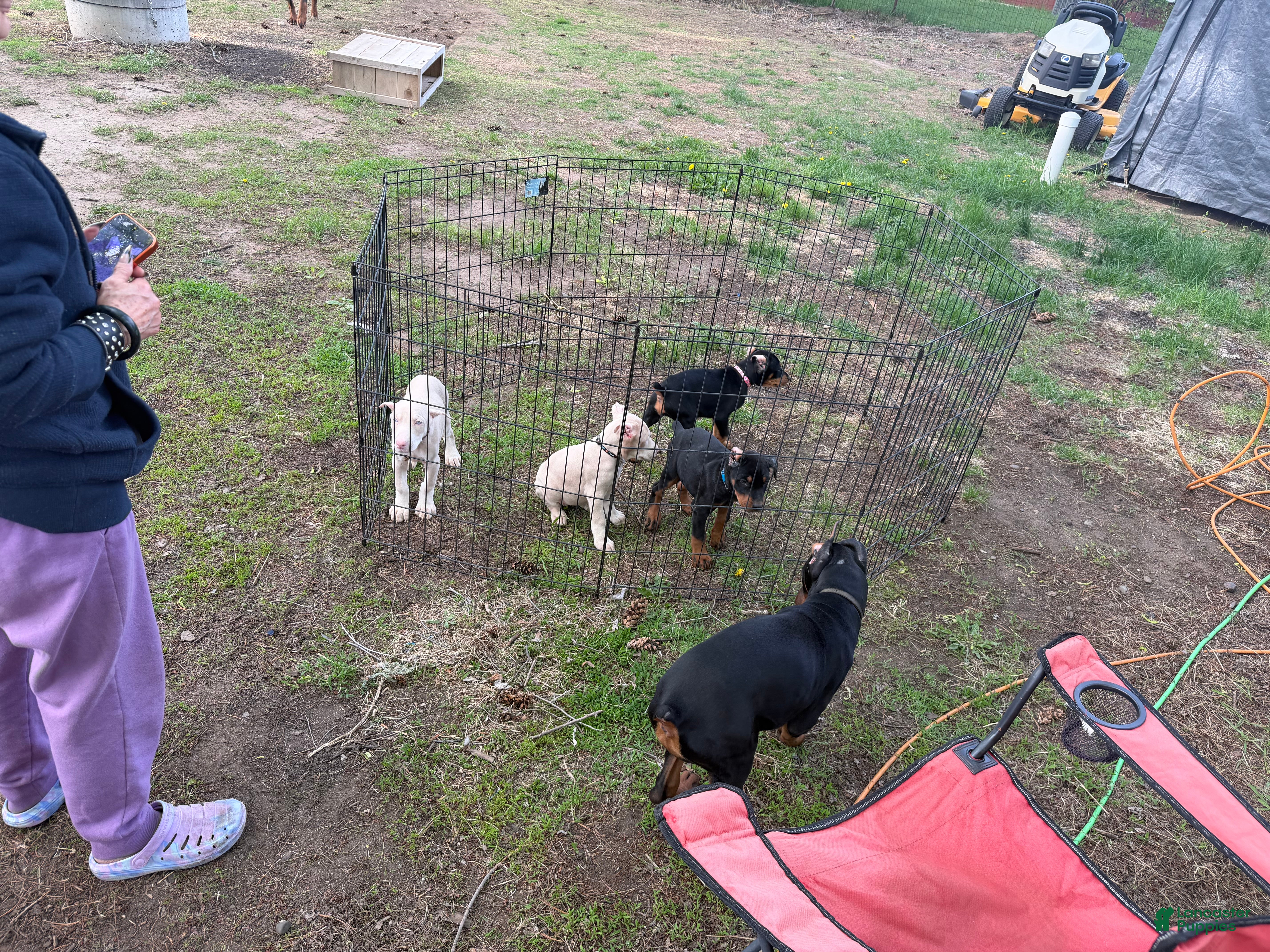 Doberman Pinscher dogs Doberman Pinscher Puppy 2 - Ad 2