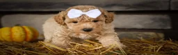 Miniature Poodle dogs for sale: Jenson ✨ - Ad 12