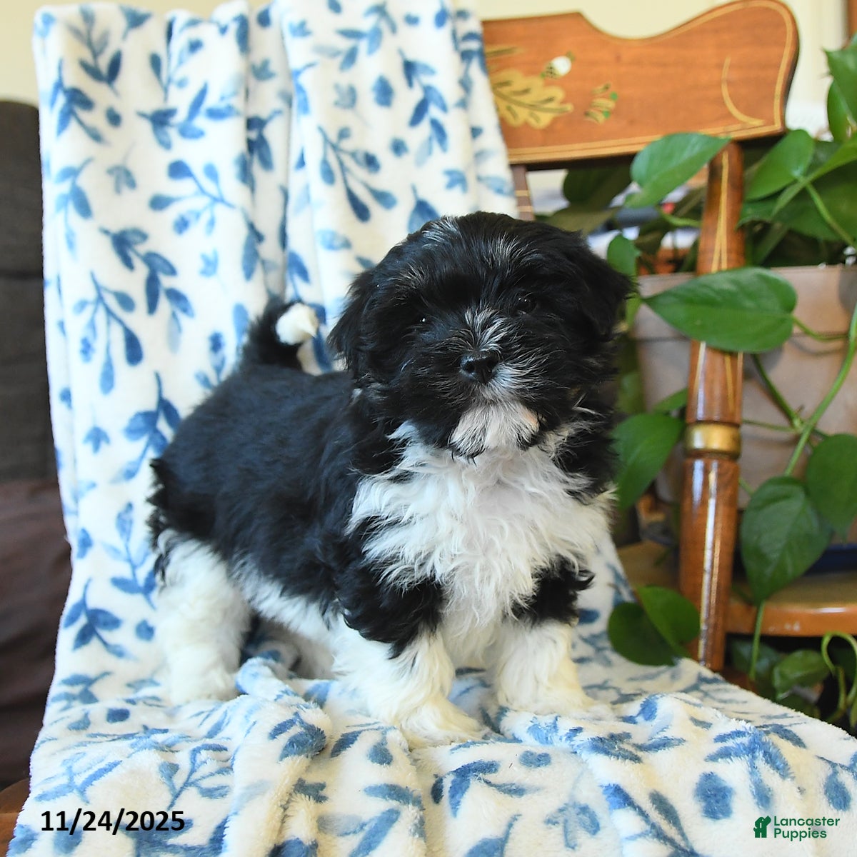Havanese dogs Butch - Ad 1