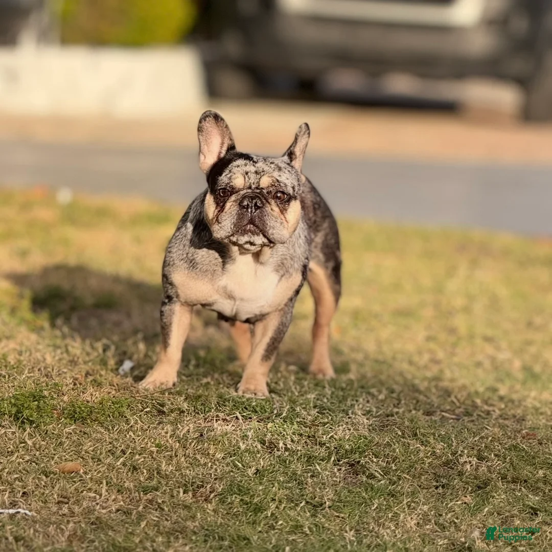 French Bulldog dogs for sale: Princess - Ad 2