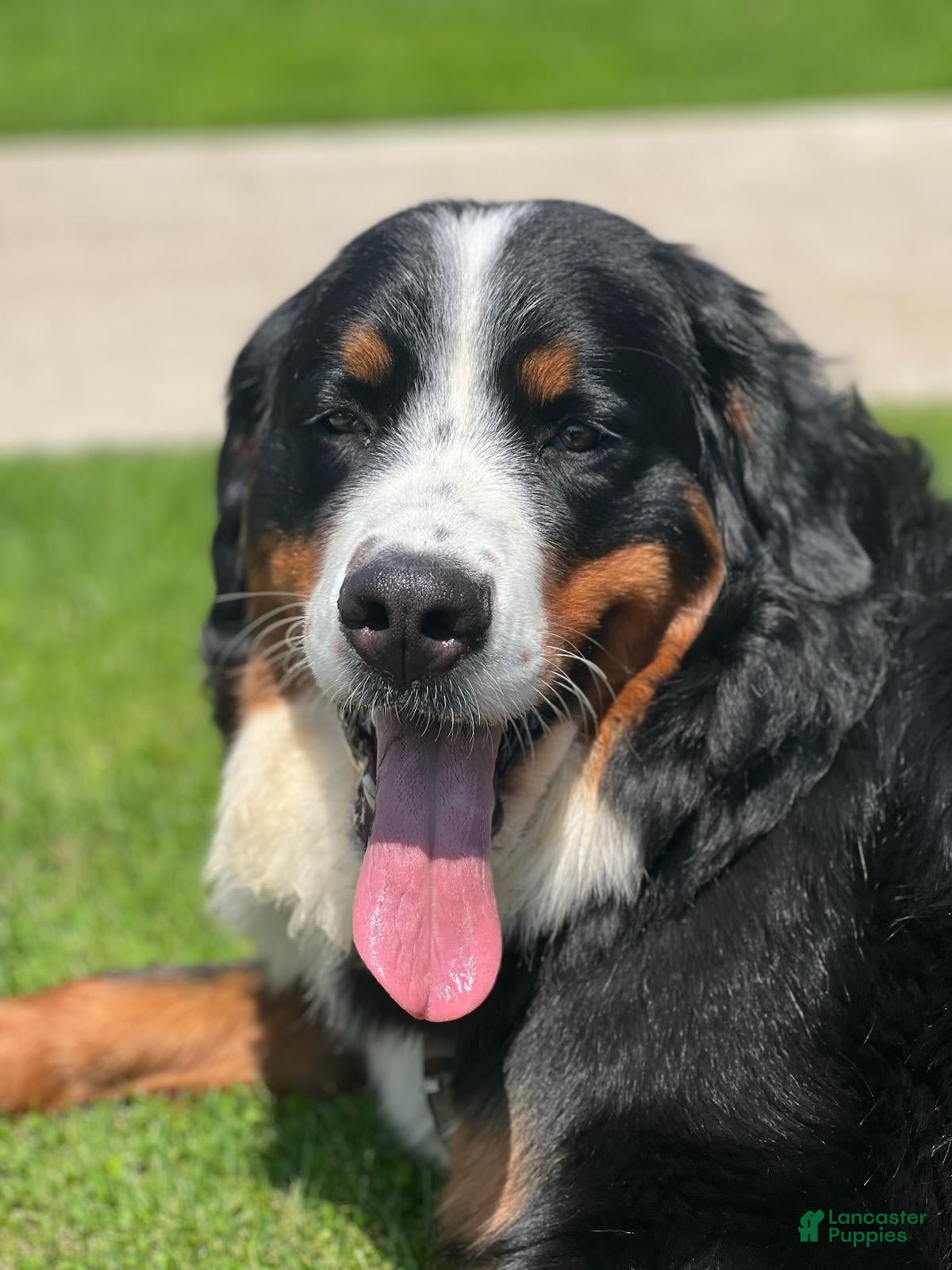 Mixed Breed dogs Mixed Breed Puppy 8 - Ad 38