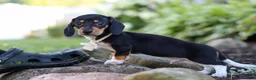 Miniature Dachshund dogs for sale: Duke - Ad 5