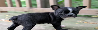 Peanut