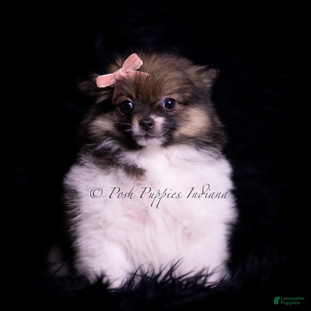Pomeranian dogs for sale: Persia - Ad 2