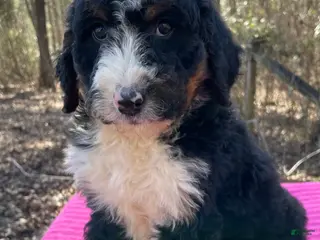 Bernedoodle dogs Leah - Ad 3