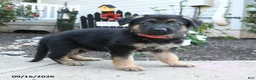 German Shepherd dogs for sale: Marmalade - Ad 1