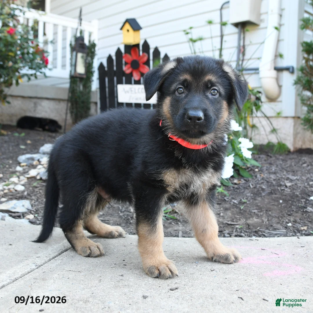 German Shepherd dogs for sale: Marmalade - Ad 1