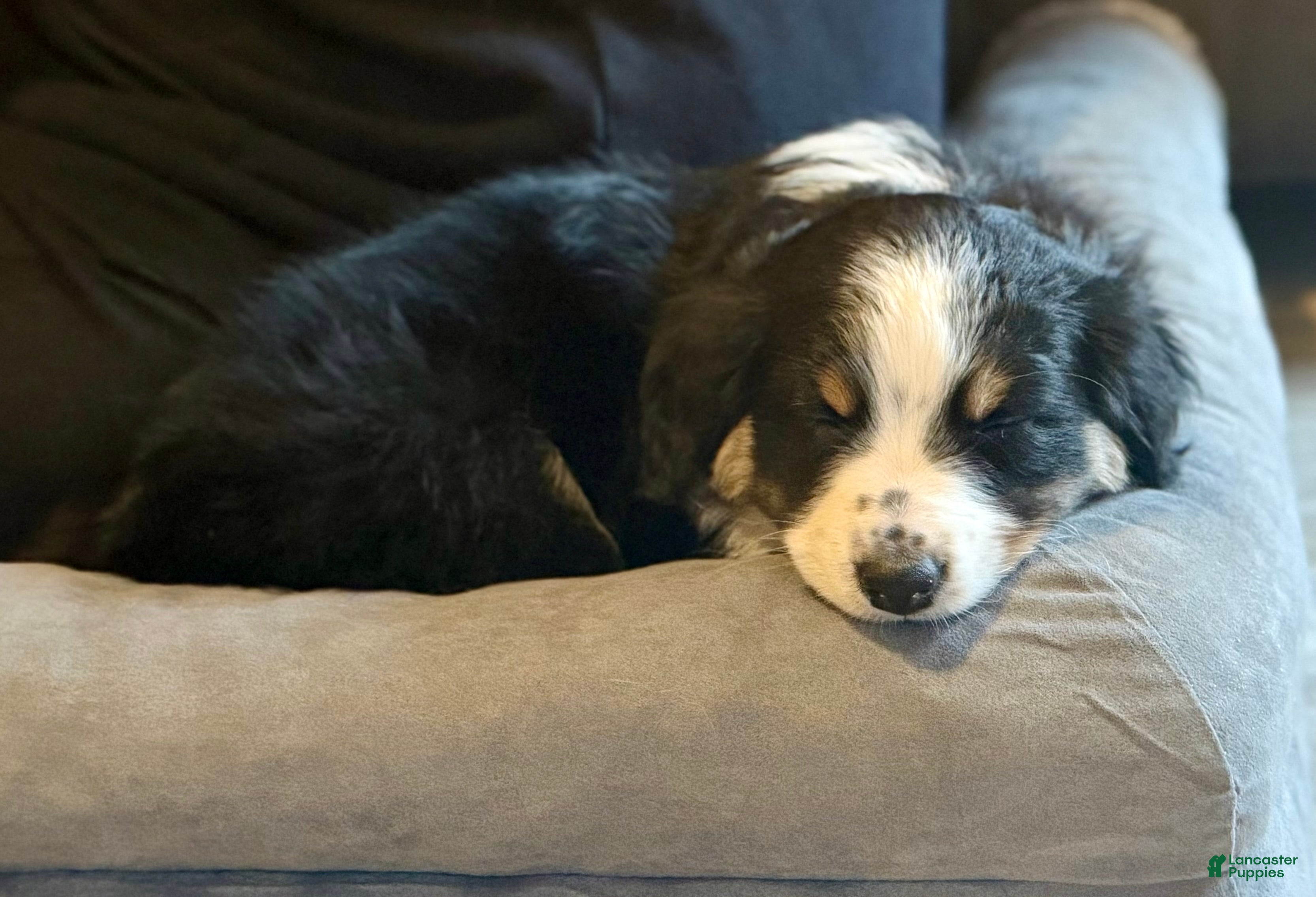 Australian Shepherd dogs Arrow  - Ad 2