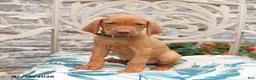Vizsla dogs for sale: Roxie - Ad 2