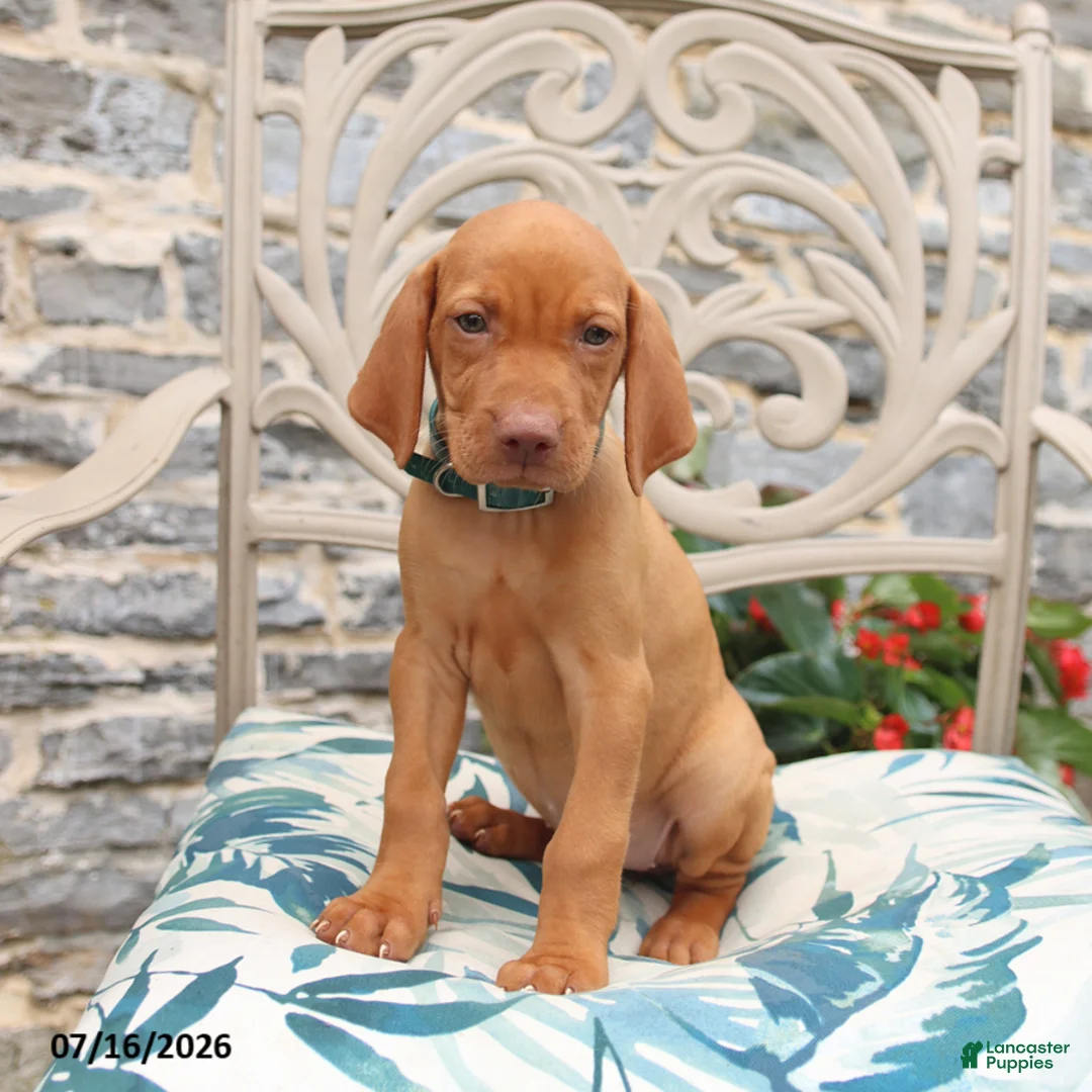 Vizsla dogs for sale: Roxie - Ad 2