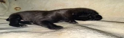 Cane Corso dogs for sale: Ketch AKC - Ad 3