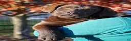 Labrador Retriever dogs for sale: Labrador Retriever 1 - Ad 8