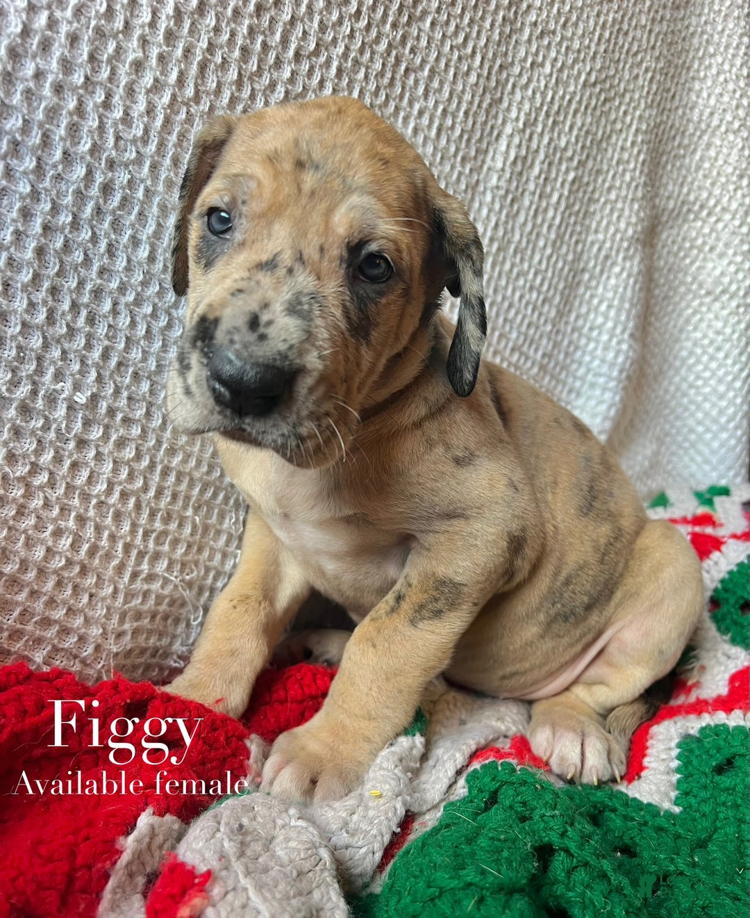 Great Dane dogs for sale: Figgy - Ad 1