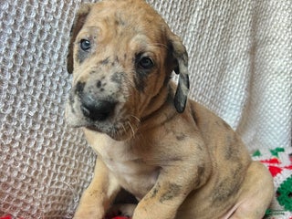 Great Dane dogs Figgy - Ad 6