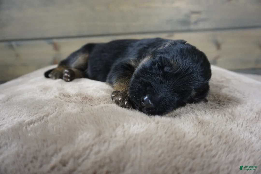 German Shepherd dogs for sale: Captain - Ad 1