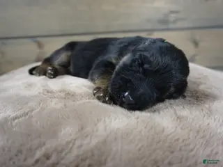 German Shepherd dogs Captain - Ad 17