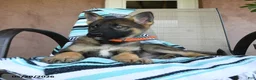 German Shepherd dogs for sale: Gretchun - Ad 2