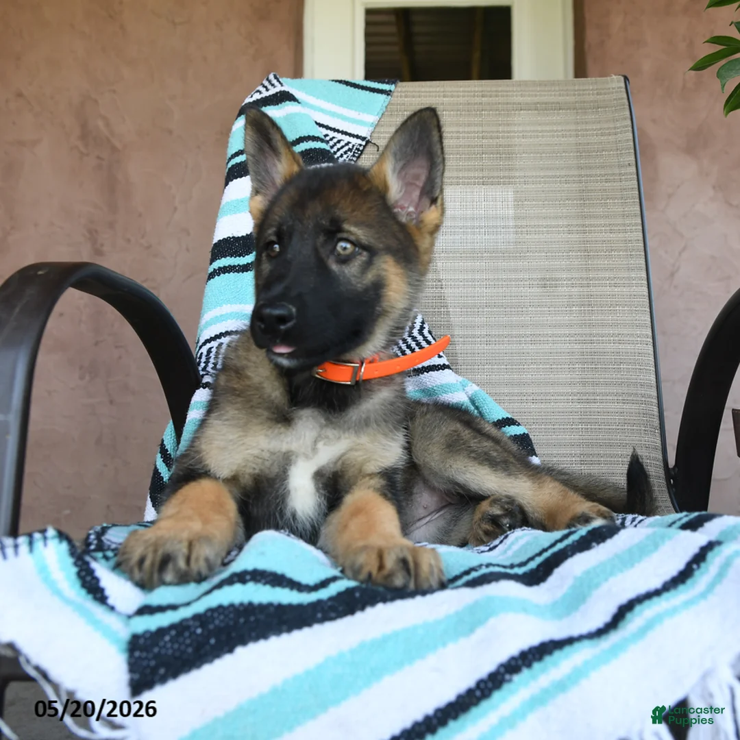 German Shepherd dogs for sale: Gretchun - Ad 2