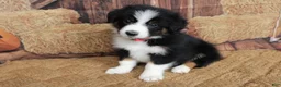 Australian Shepherd dogs for sale: Tillie  - Ad 4