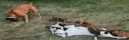 Boxer dogs for sale: Boxer 5 - Ad 6