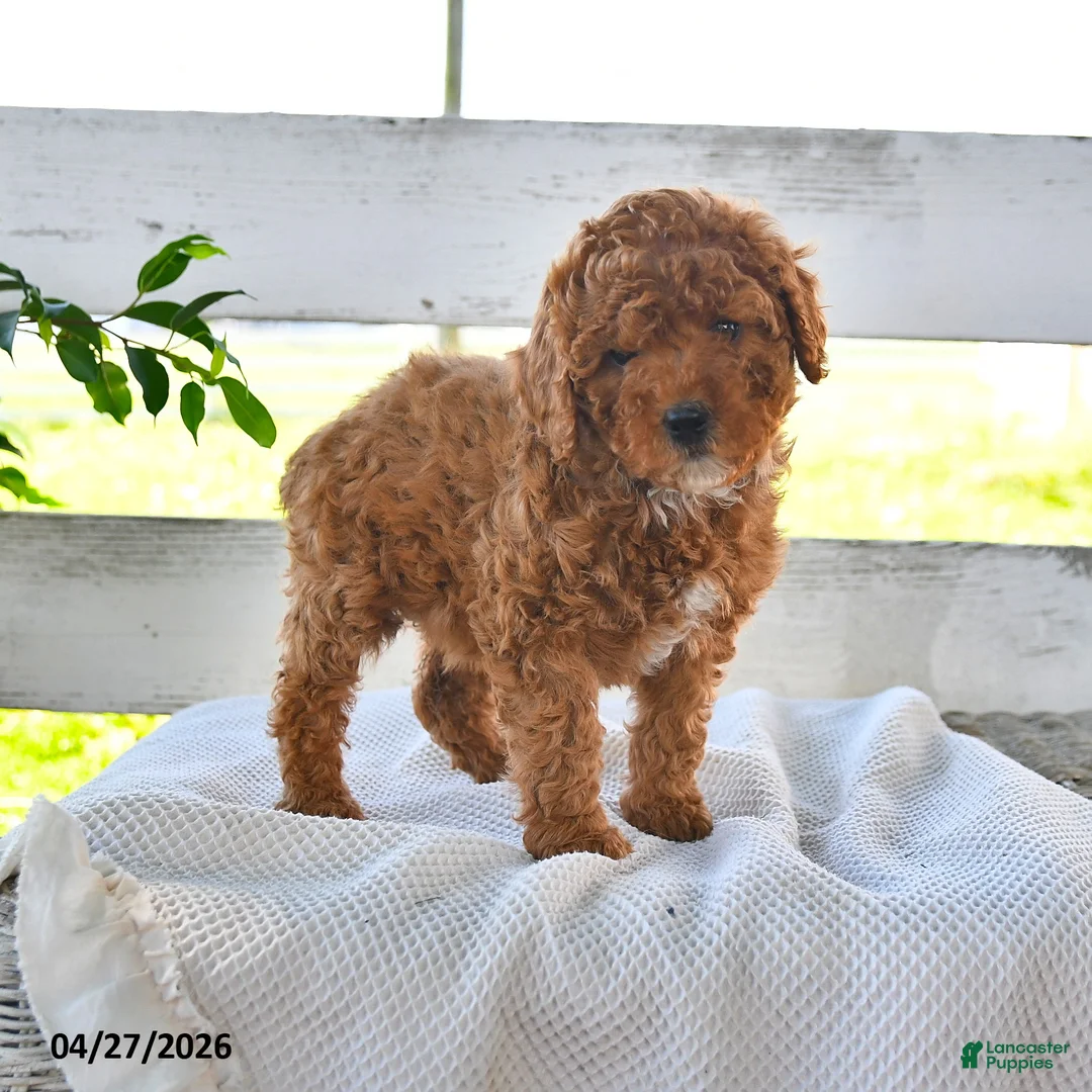 Miniature Poodle dogs for sale: Bailey - Ad 1