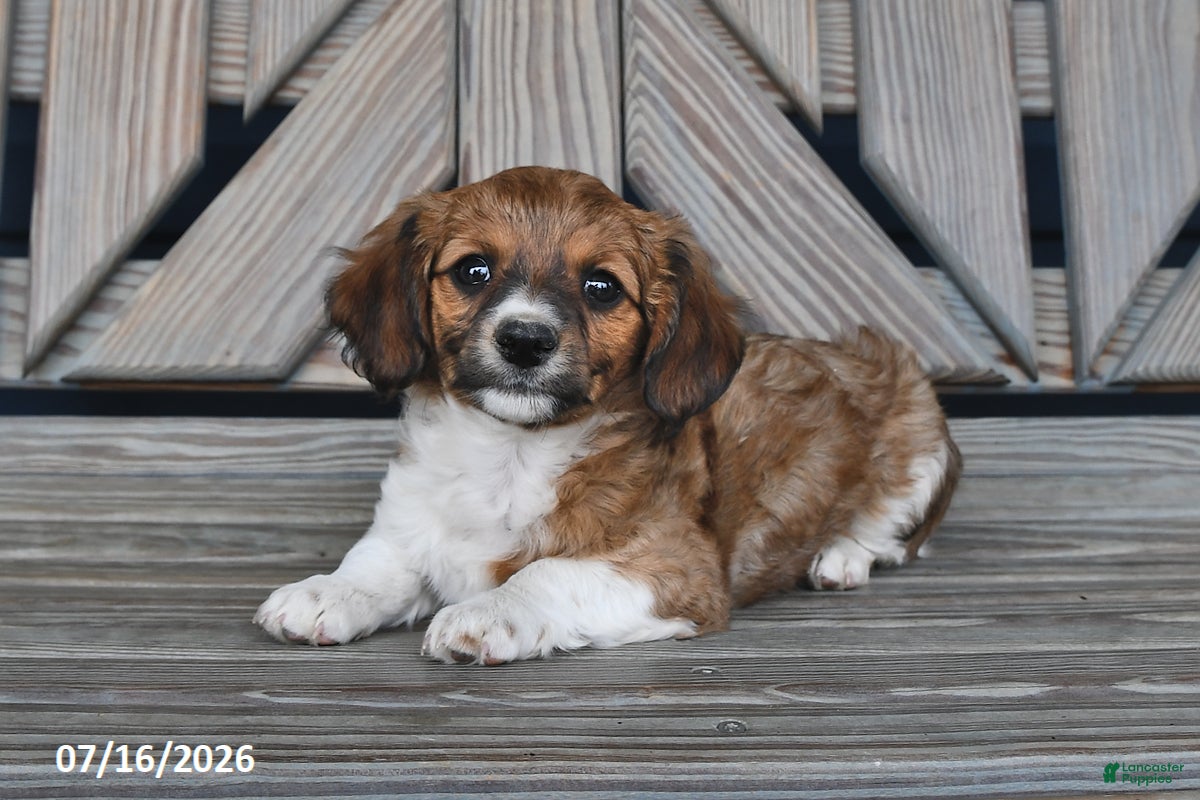 Chiweenie dogs Todd - Ad 1