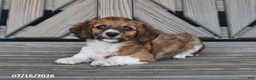 Chiweenie dogs for sale: Todd - Ad 1