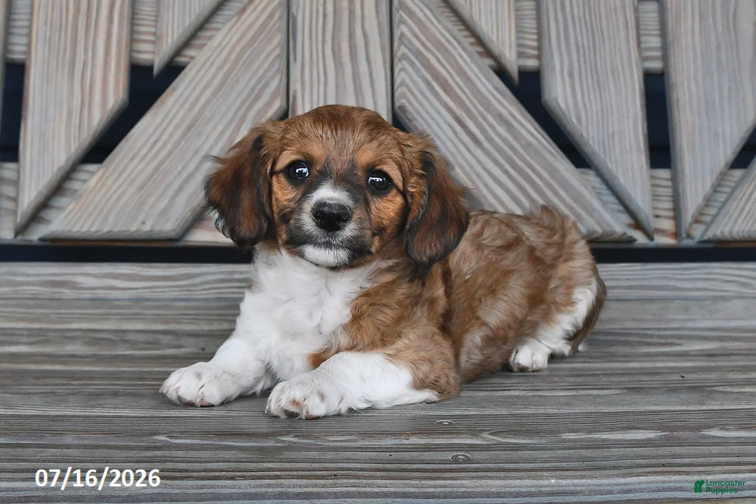 Chiweenie dogs for sale: Todd - Ad 1