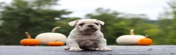 French Bulldog dogs for sale: Sampson - Ad 3