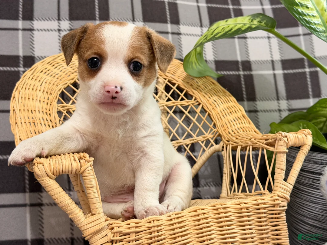 Jack Russell Terrier dogs for sale: Malachi - Ad 1